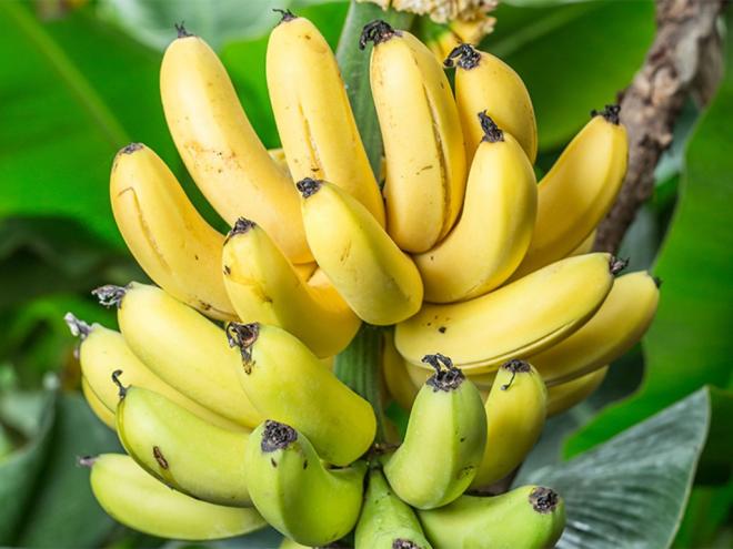As bananas são cultivadas em 130 países, mas são originárias da Ásia