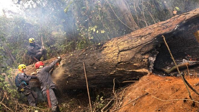 Bombeiros combatem foco de fogo em tronco no Parque Estadual do Rio Doce 