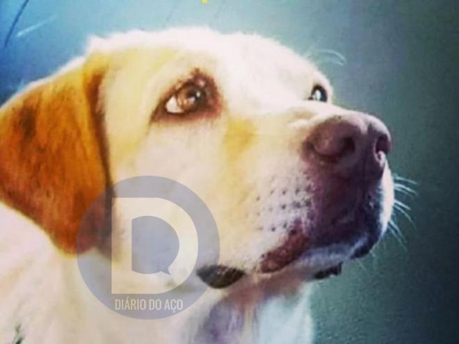A cadela Eva prestou dez anos de serviços na Rocca