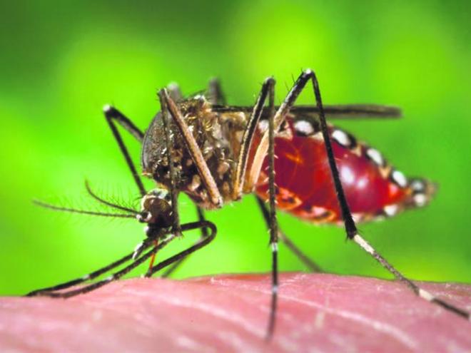 Levantamento realizado nesta semana vai revelar áreas mais infestadas pelo Aedes aegypti