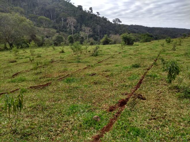 A abertura dos sulcos com trator facilita a absorção da água