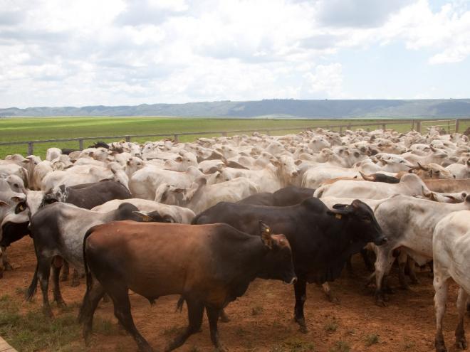 Produtor rural que não imunizar o rebanho estará sujeito à autuação de R$ 89,83 por animal