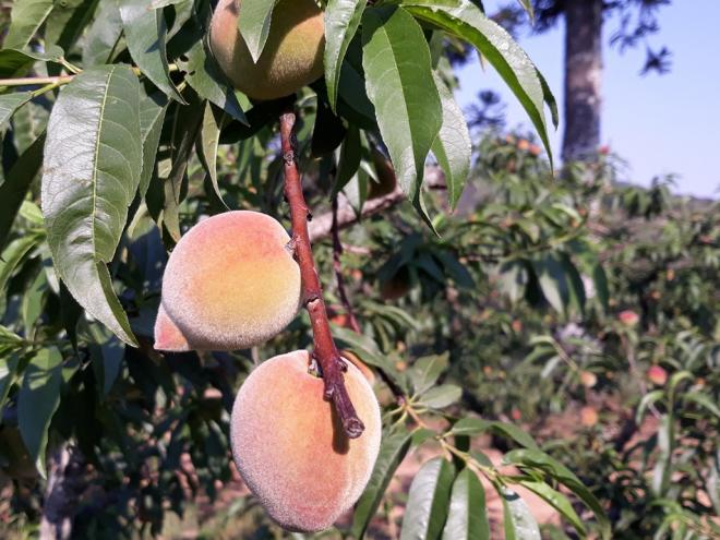Pêssego é uma fruta típica de regiões de clima temperado