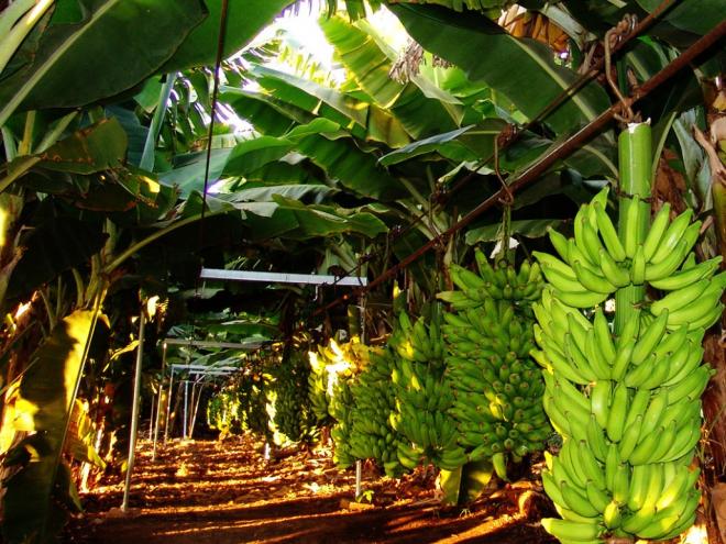Região Norte de Minas responde por mais da metade da produção de banana no estado