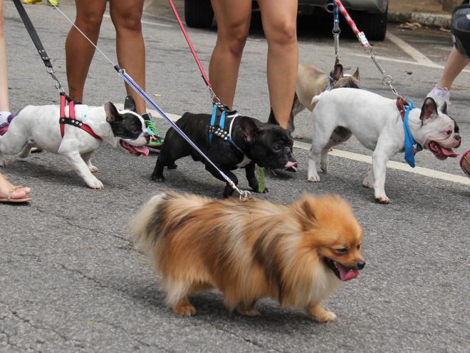 A Cãominhada e Cãorrida promete reunir famílias, amante de pets e cães de todo o Vale do Aço neste sábado, no Bom Retiro 