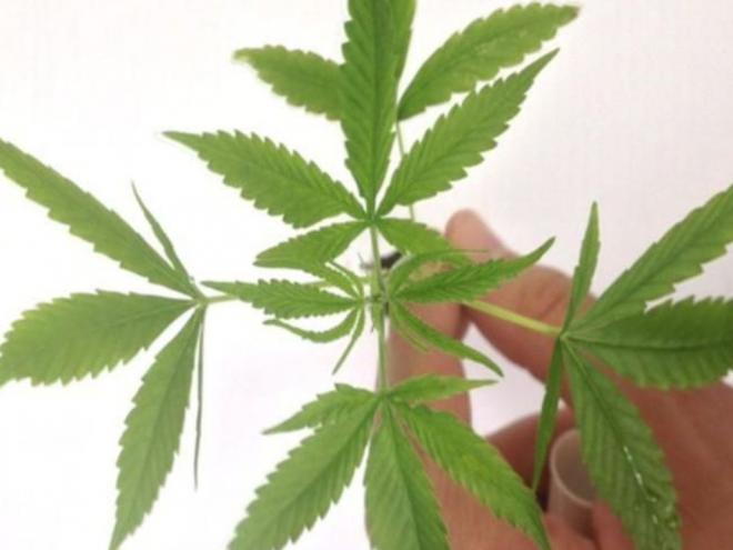 A comercialização ocorrerá exclusivamente em farmácias e drogarias sem manipulação