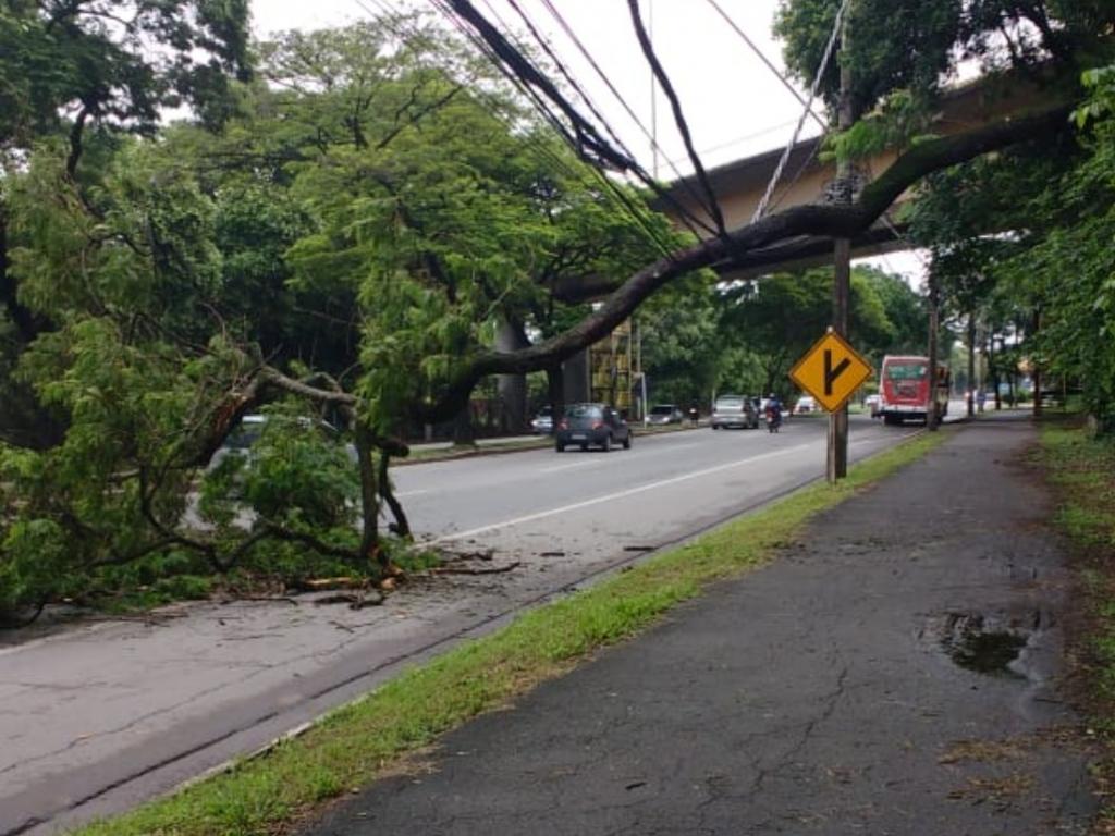 Árvore não resistiu à chuva e caiu sobre pistas, no bairro Horto 