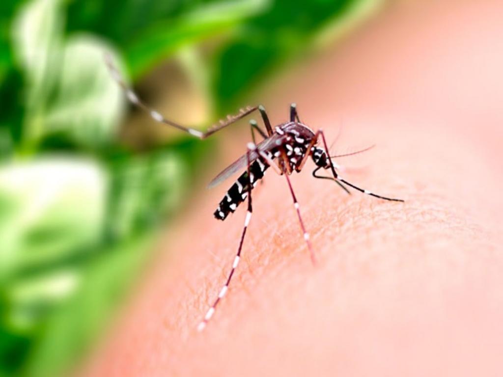 Cuidados para evitar dengue, chikungunya e zika devem ser ...