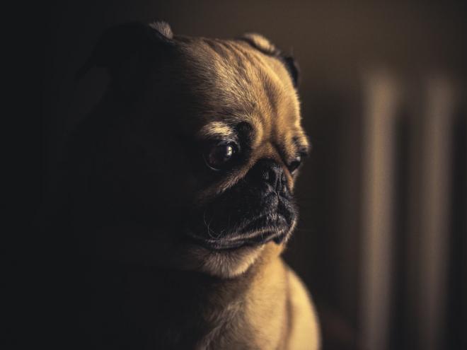 Ao notar qualquer mudança no pet, seja física ou de comportamento, o recomendado é consultar o veterinário imediatamente