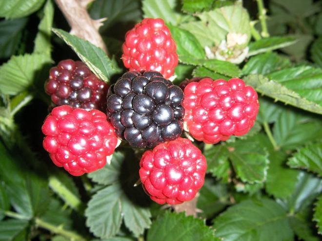 Conhecidas como berries, estas frutas se destacam no mercado pelas propriedades nutracêuticas (combinam nutrição e farmacêutica) e também por serem consideradas antioxidantes