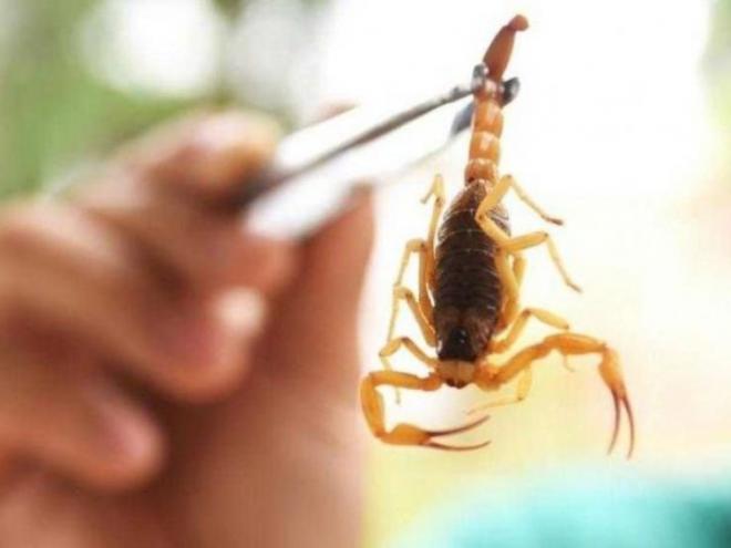 A melhor maneira de prevenir é com cuidados diários de limpeza, além de prestar atenção aos calçados, roupas penduradas e assim por diante