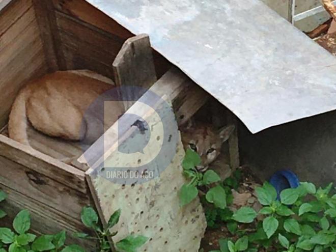 A onça-parda foi cercada em uma casa, mas ela conseguiu escapar