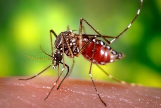 Estudo estima que a dengue custou ao país entre setembro de 2012 e agosto de 2013 – antes do ápice da doença - R$ 3,9 bilhões de reais (1,2 bilhão de dólares)