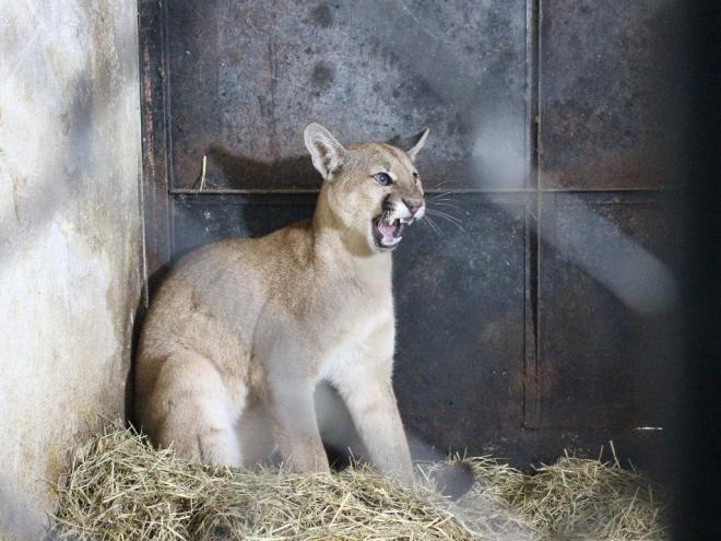 O animal é uma onça parda, também conhecida como suçuarana, e tem, aproximadamente, um ano de idade