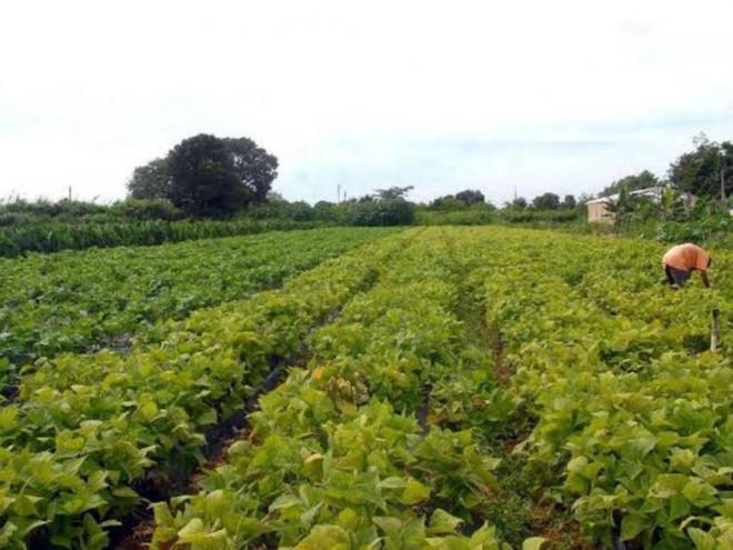 Governo vai investir quase R$ 2,5 milhões na compra de produtos para atender a merenda escolar 