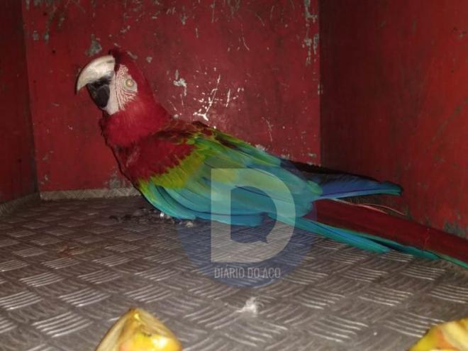 A arara-vermelha foi levada para a Usipa depois de ser recolhida pelos bombeiros