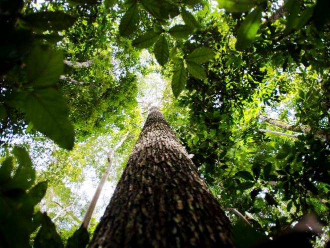 A pesquisa foi feita pelo Instituto de Desenvolvimento Sustentável Mamirauá