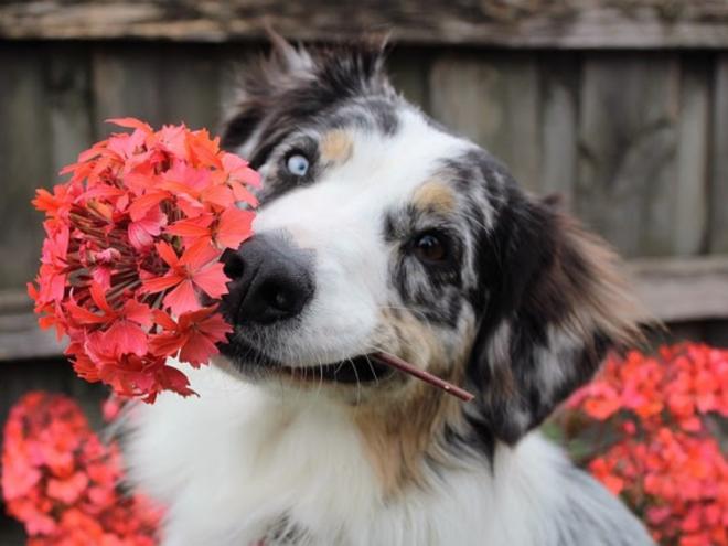 Muitos tutores gostam de enfeitar o jardim ou até o apartamento com flores e plantas, mas para quem tem animais em casa todo cuidado é pouco
