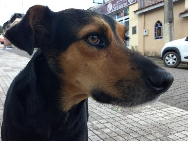 Você não pegará o vírus de animais de estimação, mas não deixe de lavar as mãos depois de tocá-los