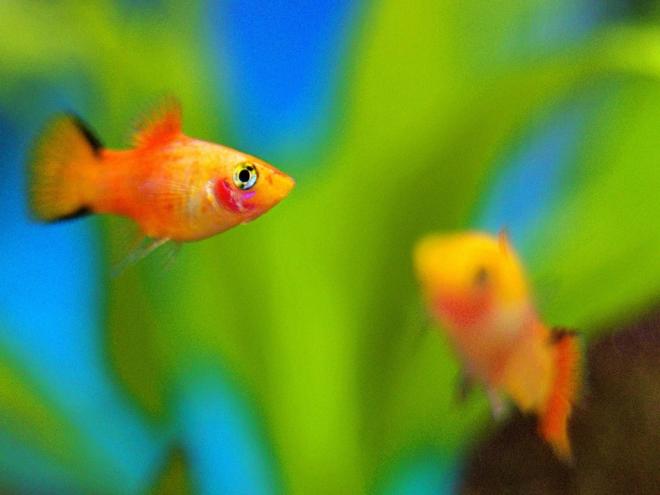 Espécies adotadas por produtores de Pedra do Anta são: Molinésia, Platy Red Coral Seta e Kinguio