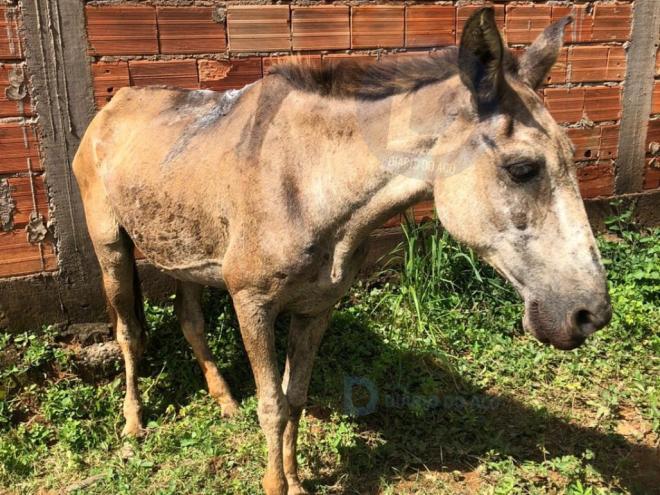 O burro teve ferimentos em seu dorso e ficou com a pata quebrada 