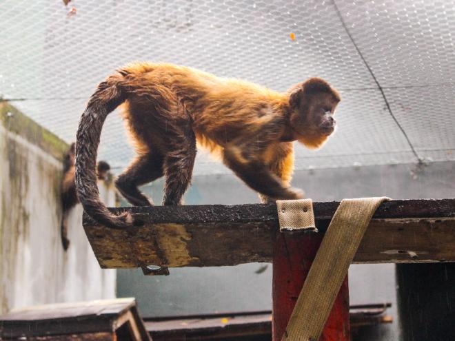 Animais foram retirados do recinto de quarentena e levados para o Setor de Mamíferos