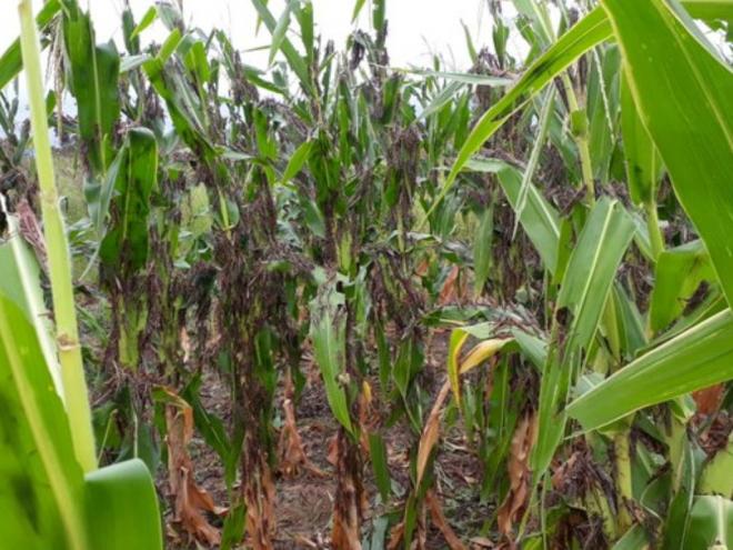 Nuvem de gafanhotos causou estrago em plantações de milho na Argentina e pode chegar ao Brasil 