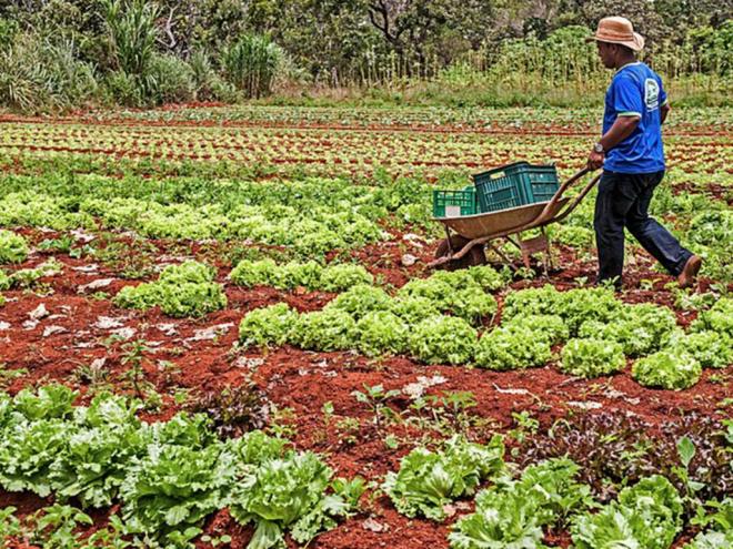 Penhora de veículo em que família de agricultores transportava plantios para venda foi considerada injusta pelo TJMG