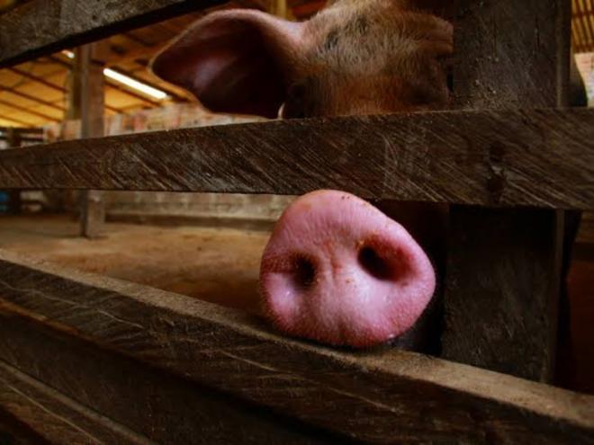 Originária em suínos, pesquisadores afirmam que cepa tem ''todas as características'' de ser altamente adaptável para infectar seres humanos e precisa ser monitorada de perto