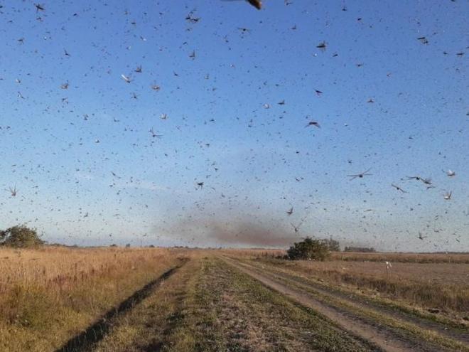 Entre as medidas previstas, figuram recomendações gerais para o uso de agrotóxicos