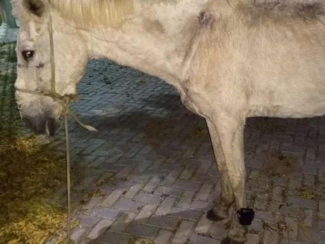 Moradores denunciaram para a polícia a presença de cavalo com tornozeleira eletrônica  