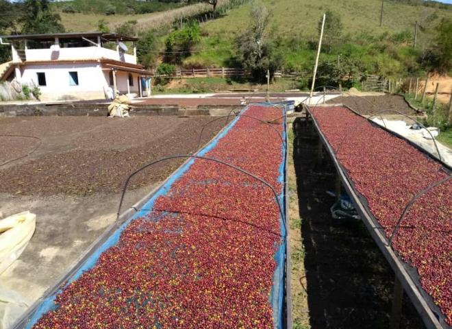Processo de secagem de grãos em fazenda na Zona da Mata mineira 