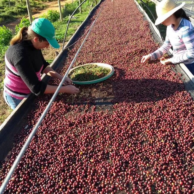 Seleção de grãos em linha de secagem de café 
