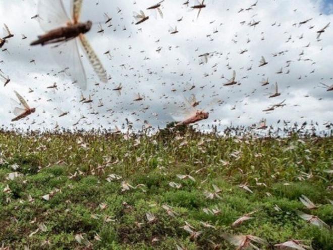 Nuvem de gafanhotos se forma quando as colônias dos insetos crescem descontroladamente e eles migram em busca de alimentos 