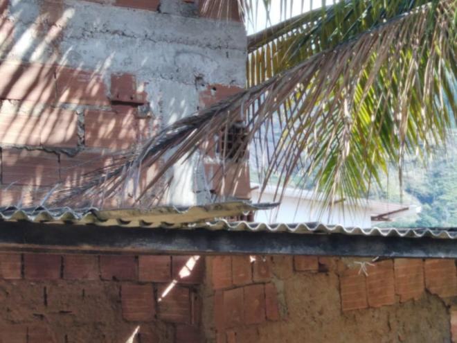 A colmeia de abelhas africanas estaria dentro de um tijolo de uma casa abandonada 