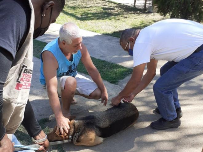 Animais serão imunizados até o dia 16 de setembro