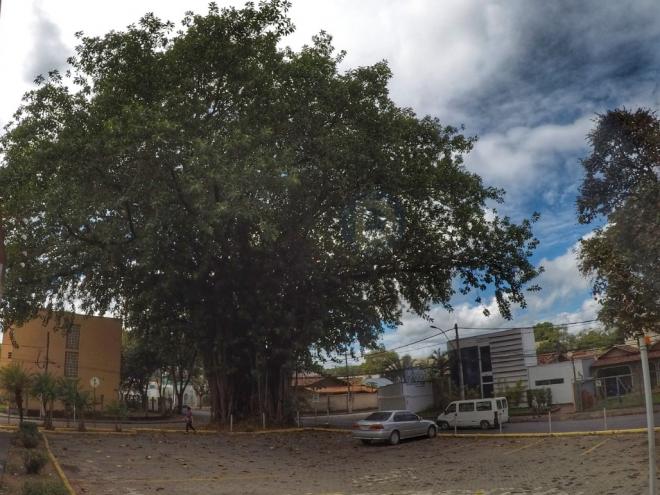 Árvore gigante fica localizada na esquina da rua Nicarágua com a avenida Japão, no estacionamento da Consul Cariru