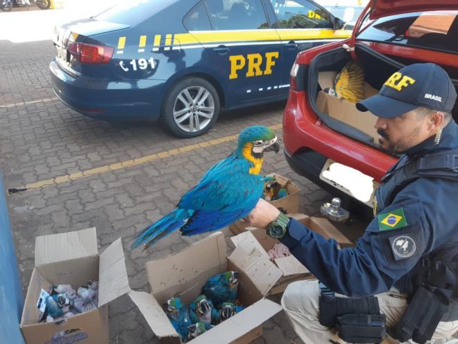 Essa semana, 43 araras-canindé foram apreendidas e levadas para o Ibama, em Belo Horizonte