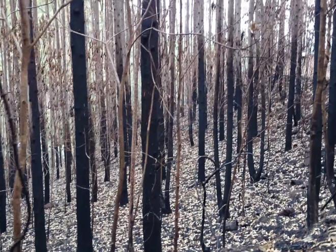 ''Quanto mais incêndios, mais poluição do ar, mais erosão do solo, mais nascentes secando'', informa campanha educativa 