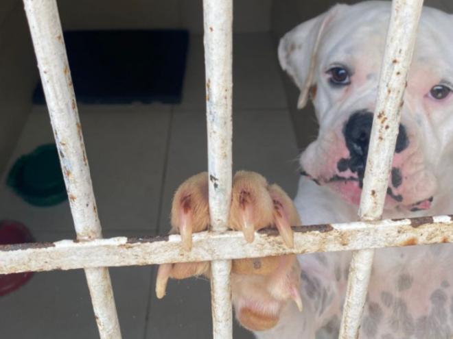 As investigações realizadas pelo Ministério Público identificaram que pelo menos 30 cães eram explorados para produção de sangue, entre os quais, cinco deles estavam em situação de maus-tratos. Em decorrência desses fatos, duas pessoas foram presas em flagrante