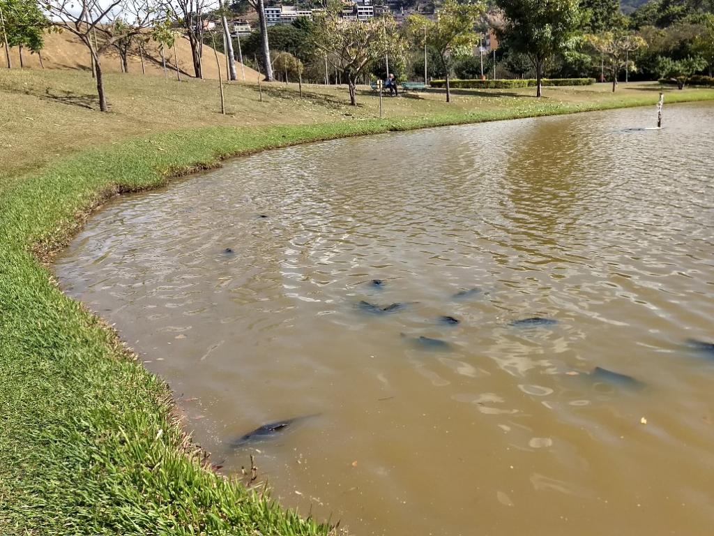 Com dificuldades para absorver oxigênio, peixes de todos os tamanhos emergiram à flor d'água 