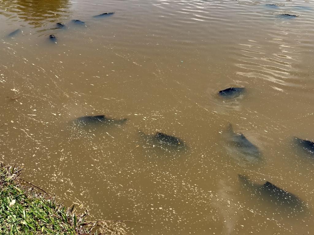 Concentração maior se deu no lado da lagoa nas proximidades das quadras e esportes 