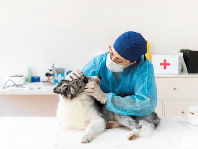 A Medicina Veterinária foi regulamentada no Brasil pela primeira vez em 1933 e, anualmente, no dia 9 de setembro é comemorado o seu dia