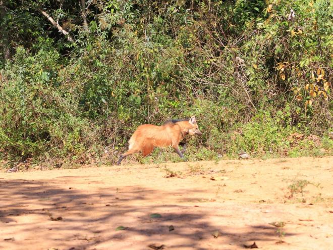 A origem e local de soltura não foram divulgados por recomendação dos órgãos ambientais