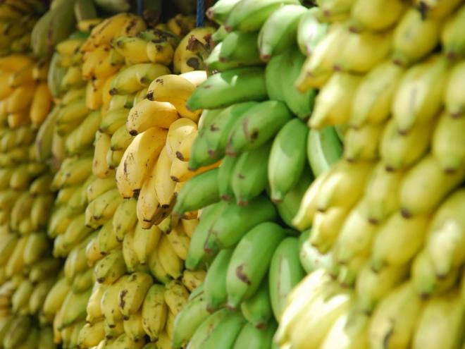 Apesar de ser uma planta originária do continente asiático, o cultivo da banana se difundiu no Brasil e, hoje, Minas é o terceiro maior produtor da fruta no país
