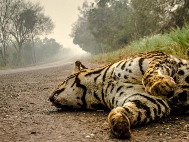 Jaguatirica morta em área atingida por incêndios na região de Poconé, Mato Grosso