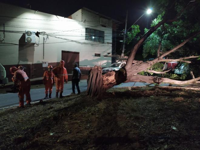 Não houve registro de pessoas feridas e equipes do serviço público entraram em ação para remover a árvore da via pública