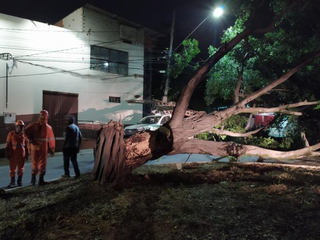 Na rua Xingus, bairro Iguaçu, em Ipatinga, uma árvore não suportou a ventania e caiu ao solo 