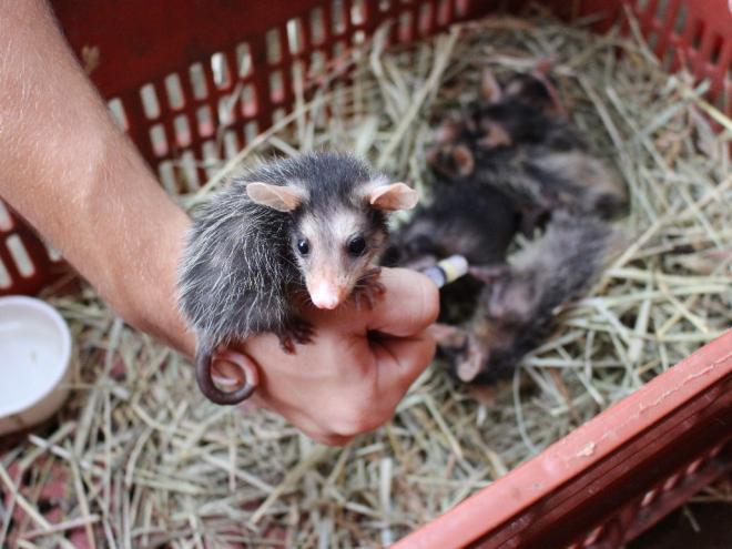 Dos 78 animais atendidos, 52 deles eram gambás cujas mães foram mortas e os filhotes trazidos para a amamentação 