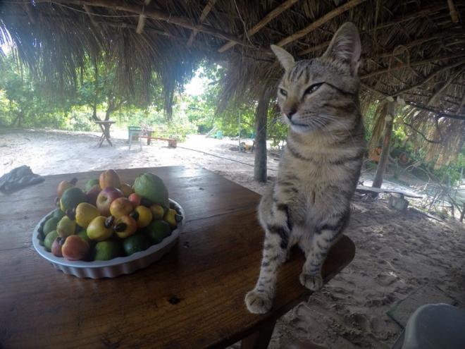 Contaminação de felino com o novo coronavírus reforça alerta pra que humanos isolados por causa da covid-19 se afastem também dos bichos de estimação 